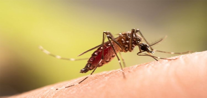 Krisis Iklim Picu Berbagai Jenis Penyakit, Ancam Kesehatan Global